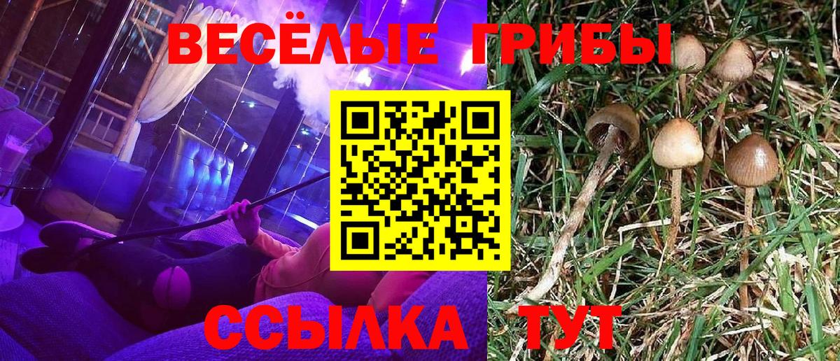 Псилоцибиновые грибы Cubensis  Галлюциногенные грибы мицелий  Вход с VPN  Ефремов 